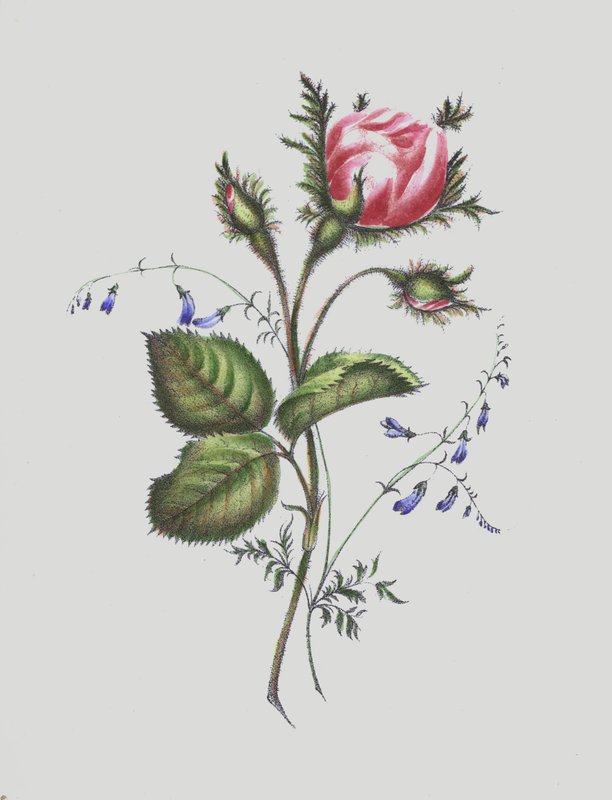 Illustration for Moss Rose Album by English School