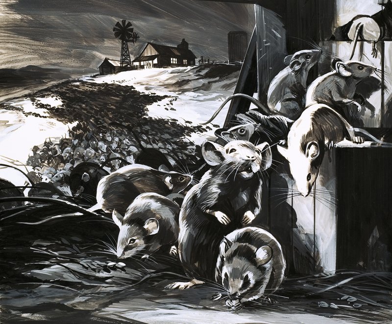 In 1969, Parts of Australia Were Plagued with Mice by English School