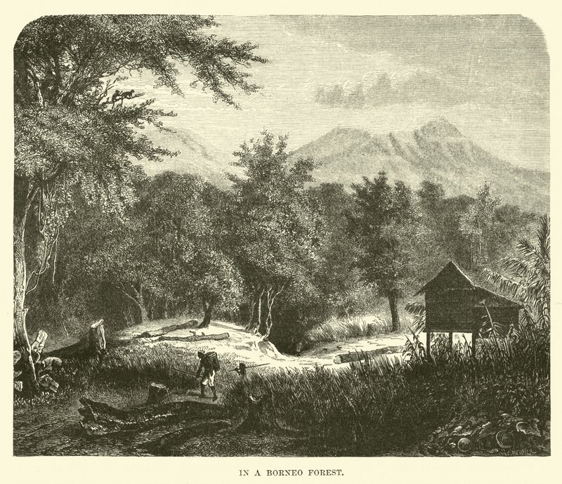 In a Borneo Forest by English School