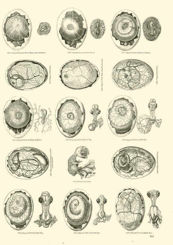 Incubation of a Chicken, Page from The Pictorial Museum of Animated Nature by English School