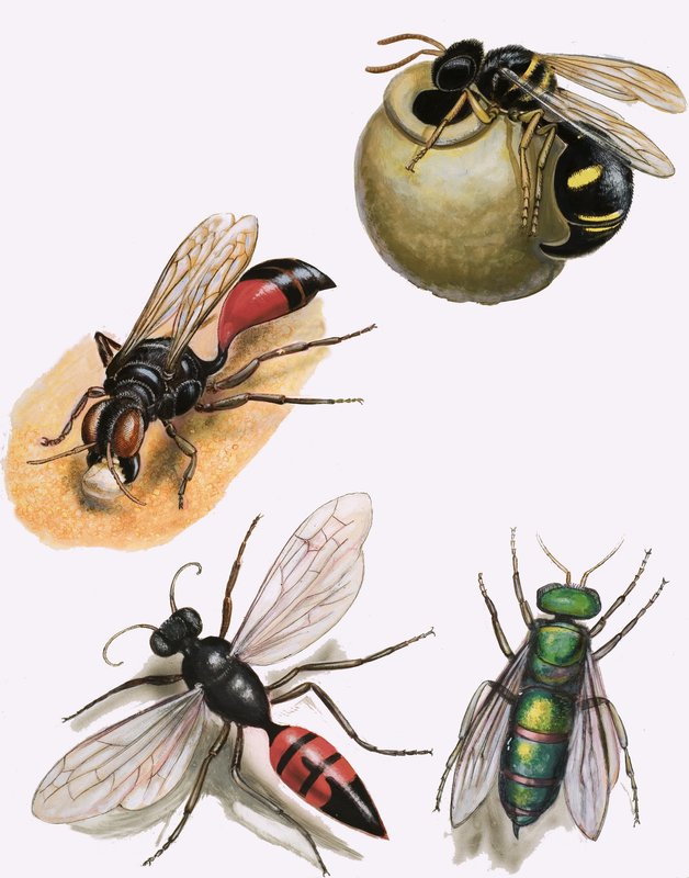 Insects by English School