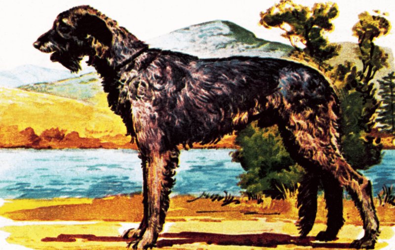 Irish Wolfhound by English School
