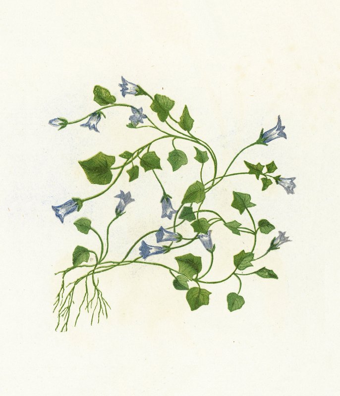 Ivy-Leaved Bell-Flower, Campanula Hederacea by English School