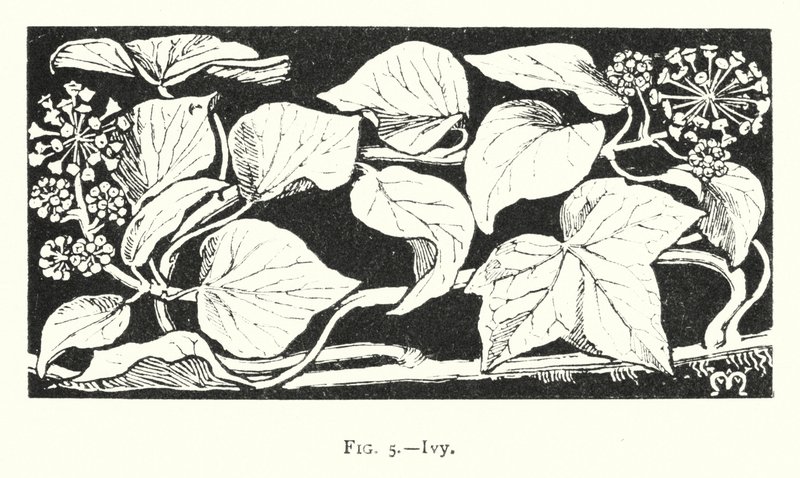 Ivy by English School
