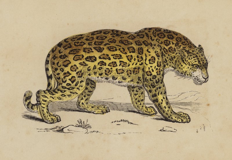 Jaguar by English School