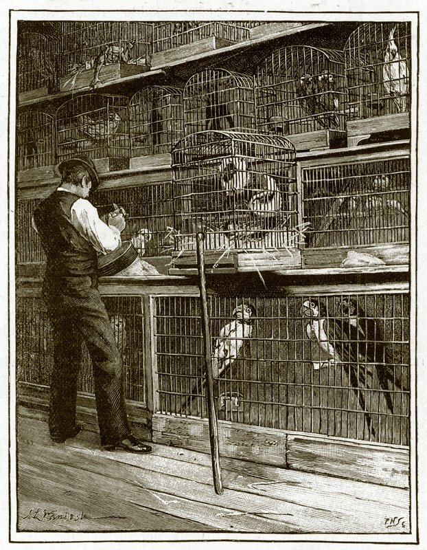 Jamrachs, The Aviary by English School