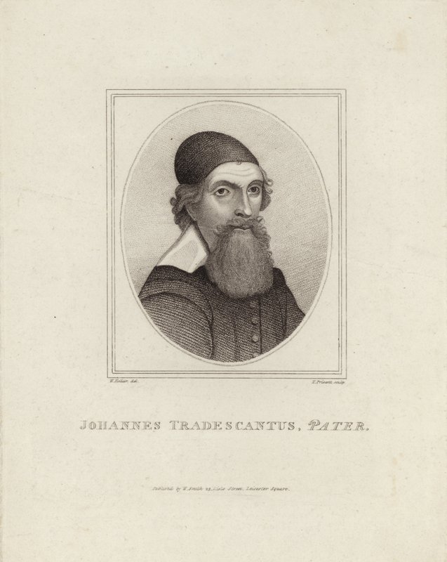 Johannes Tradescantus Pater by English School