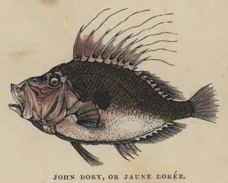 John Dory, or Jaune Doree by English School
