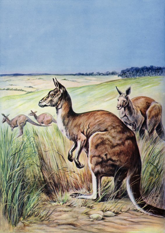 Kangaroos, Australia by English School