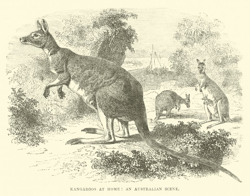 Kangaroos at Home, an Australian Scene by English School