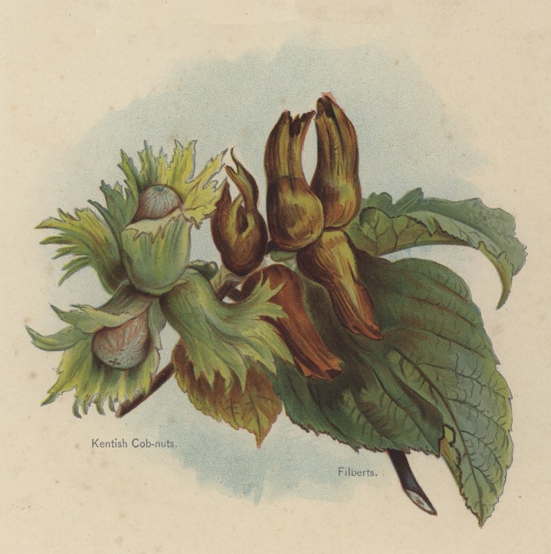 Kentish Cob-nuts, Filberts by English School