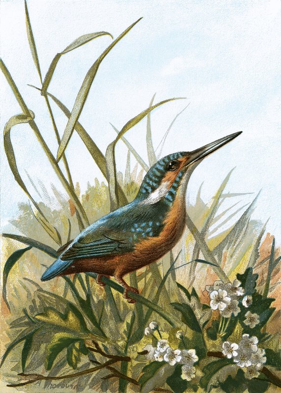 Kingfisher by English School