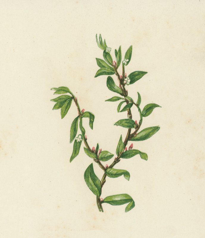Knot Grass, Polygonum Aviculare by English School