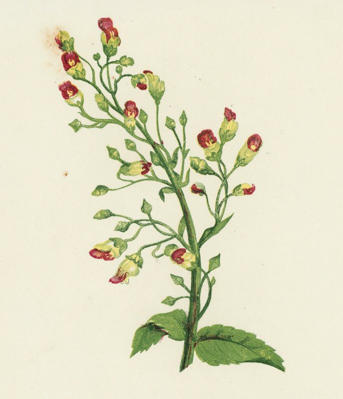 Knotted Fig-Wort, Scrophularia Nodosa by English School