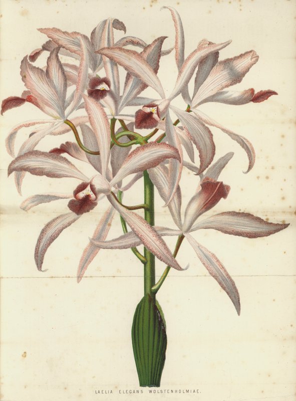 Laelia Elegans Wolstenholmiae by English School