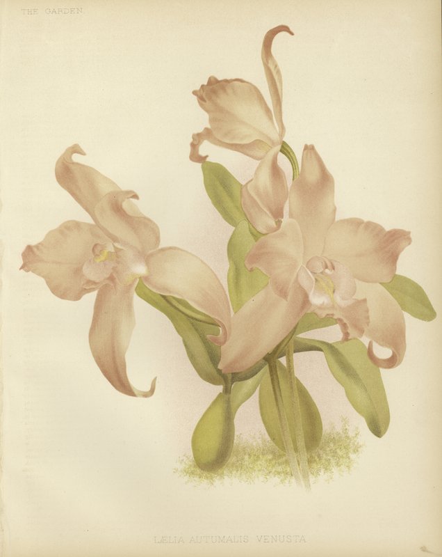 Laelia autumnalis venusta by English School