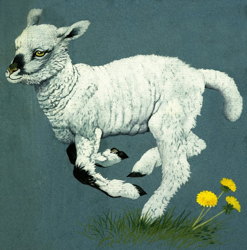 Lamb by English School