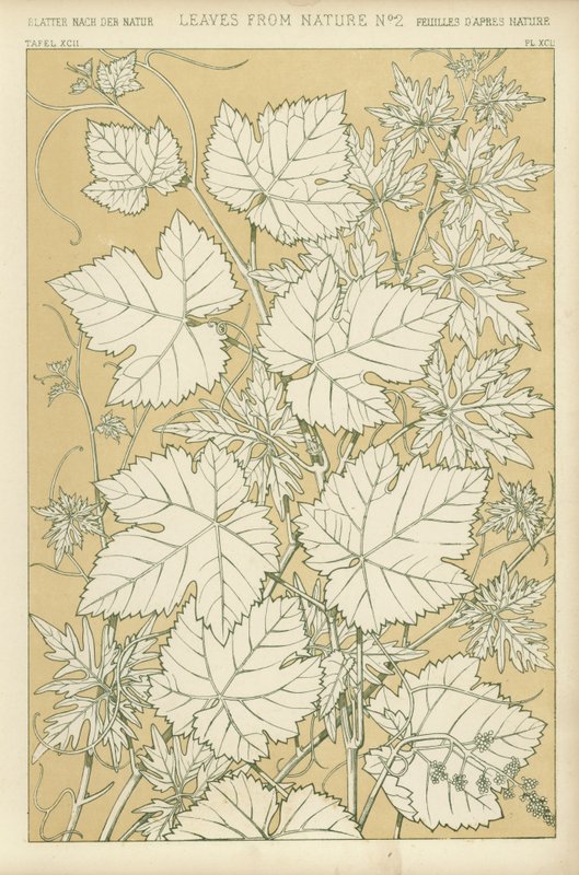 Leaves from Nature by English School