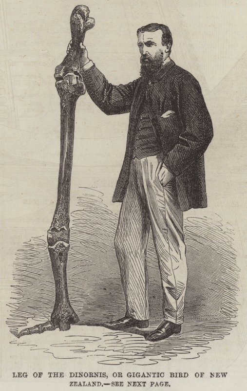 Leg of the Dinornis, or Gigantic Bird of New Zealand by English School