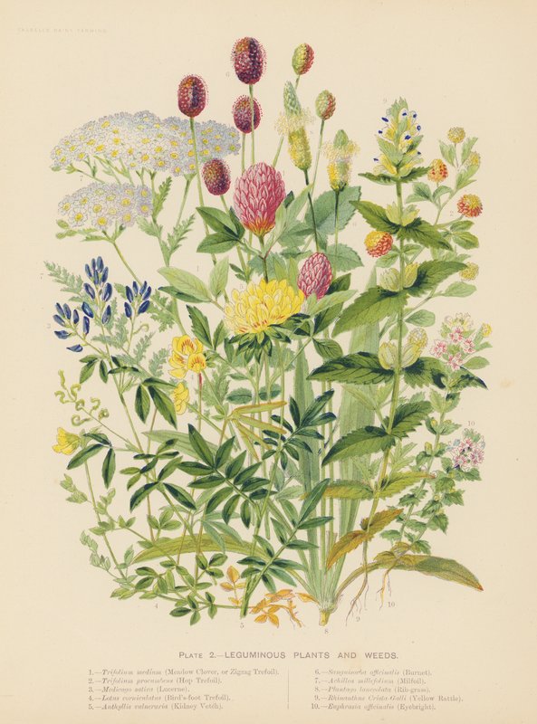 Leguminous Plants and Weeds by English School