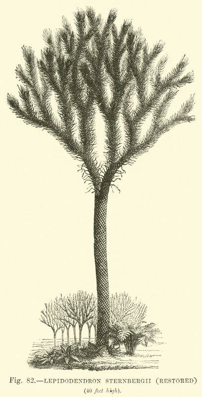 Lepidodendron Sternbergh, Restored by English School