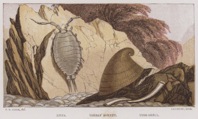 Ligia, Torbay Bonnet, Tusk-Shell by English School