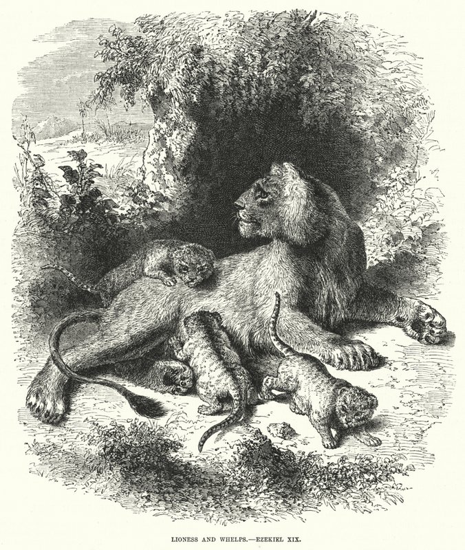 Lioness and Whelps, Ezekiel XIX by English School