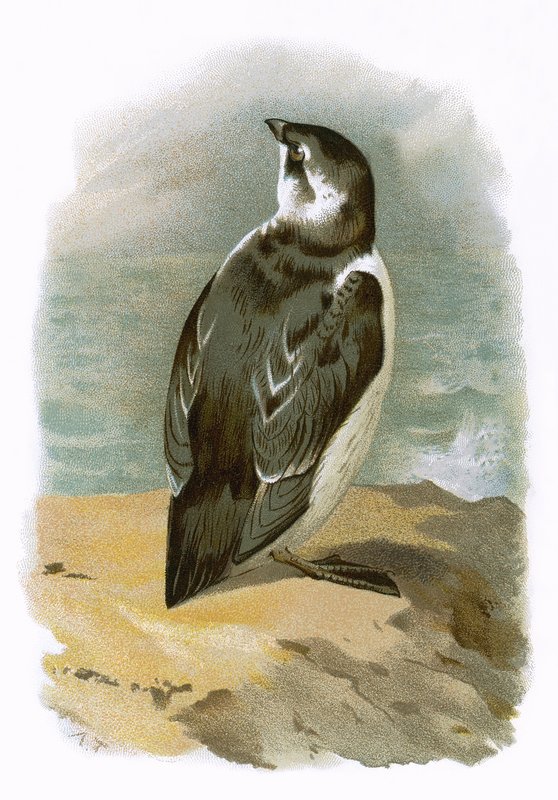 Little Auk by English School