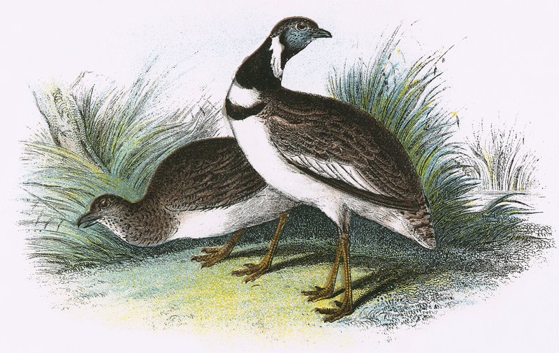 Little Bustard by English School