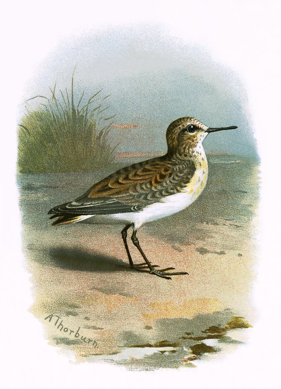 Little Stint by English School