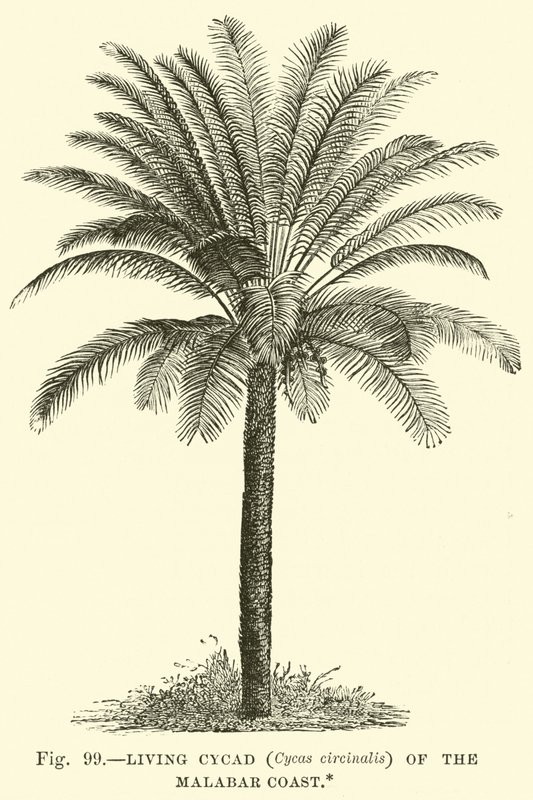Living Cycad (Cycas Circinalis) of the Malabar Coast by English School