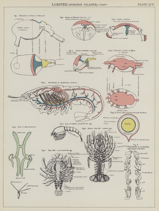 Lobster, Homarus Vulgaris by English School