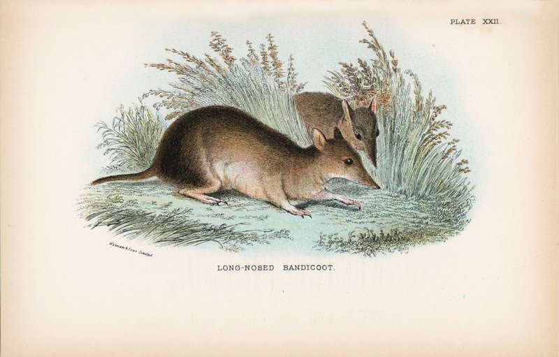 Long-Nosed Bandicoot by English School