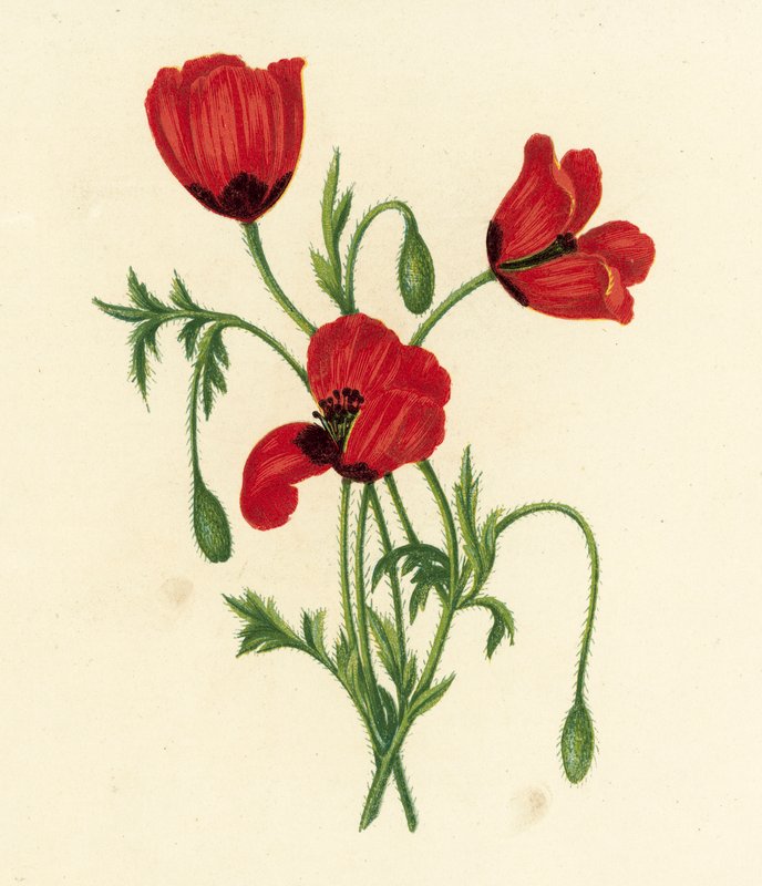 Long Prickly-Headed Poppy, Papaver Argemone by English School