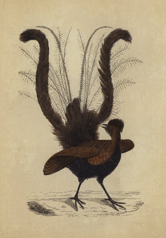 Lyre Bird by English School