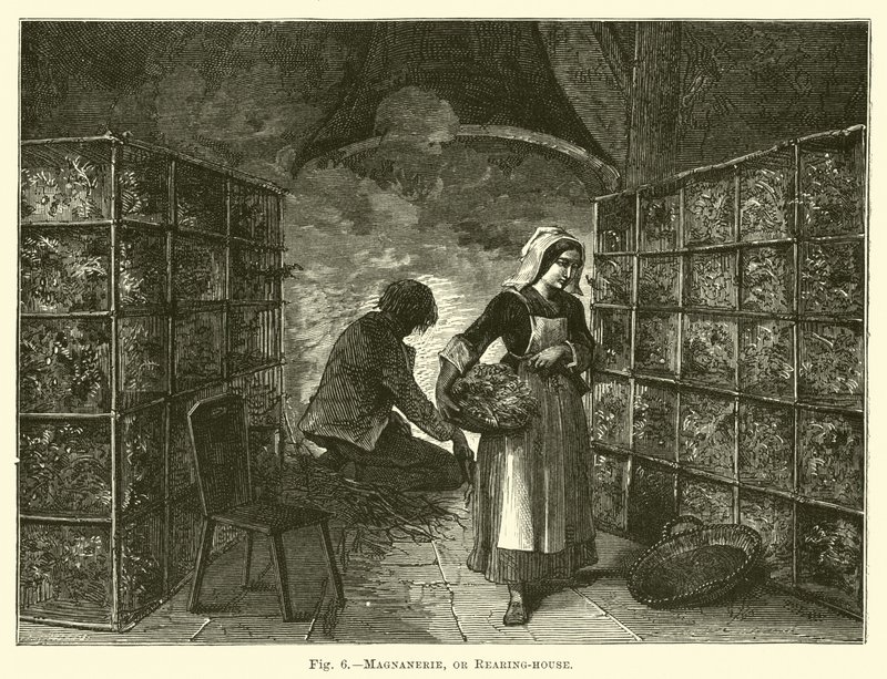 Magnanerie, or Rearing-house by English School