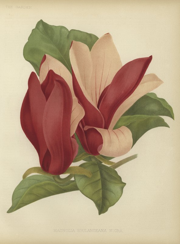 Magnolia soulangiana nigra by English School