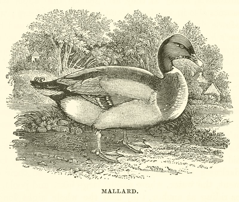Mallard (engraving) by English School