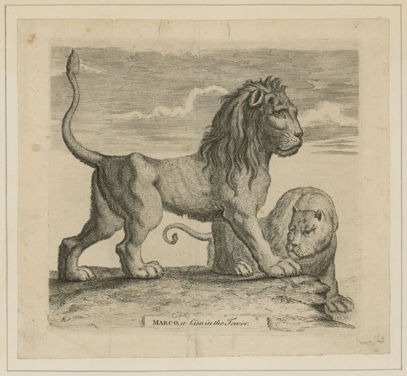 Marco, a Lion in the Tower of London by English School