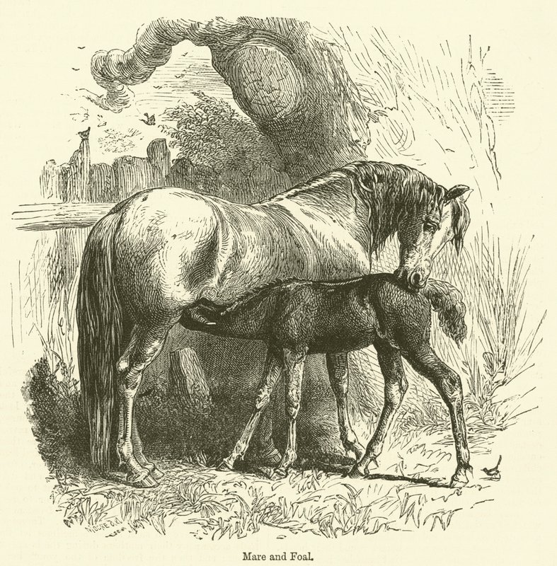Mare and Foal by English School