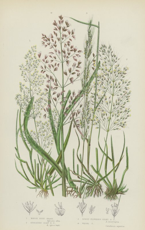 Marsh Bent Grass, Spreading Silky Bent Grass, Dense-Flowered Silky Bent Grass, Whorl Grass by English School