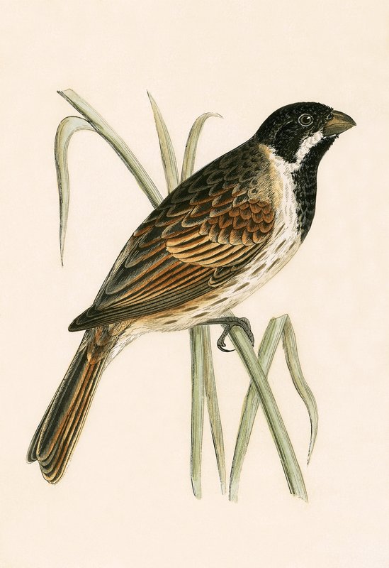 Marsh Bunting, illustration from 