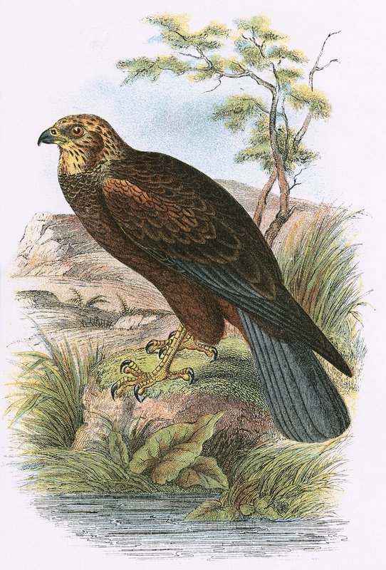 Marsh Harrier by English School