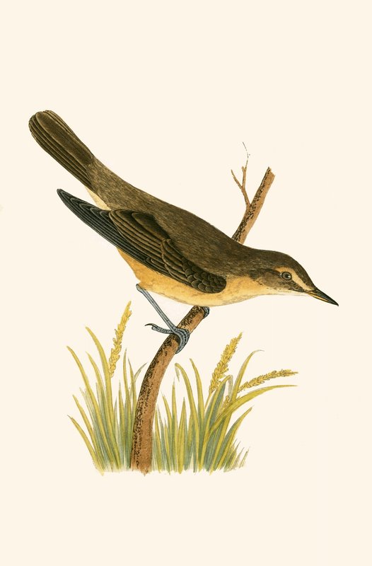 Marsh Warbler, illustration from 