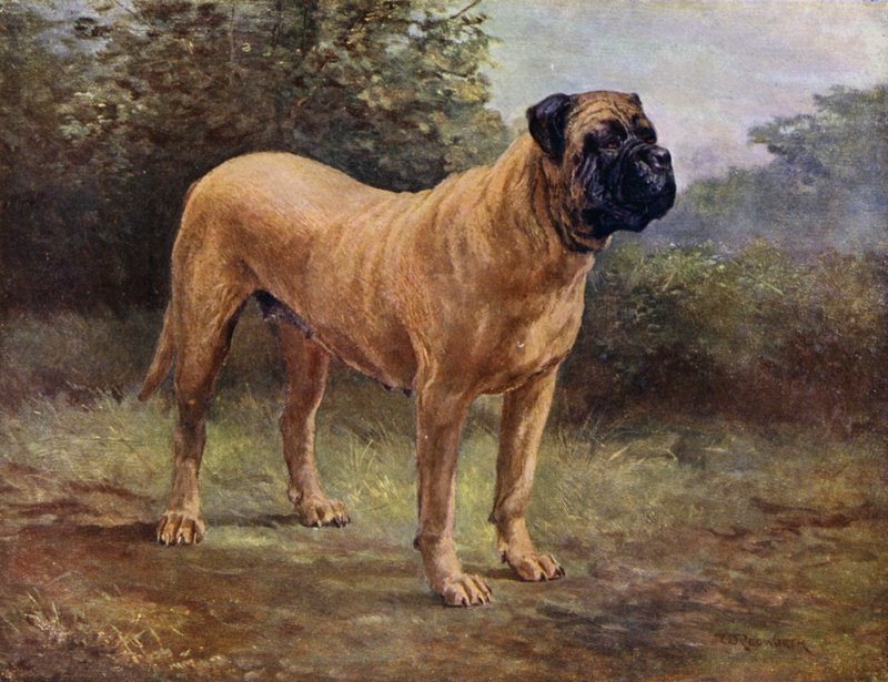 Mastiff Bitch Champion Elgiva, KCSB 1363 A by English School