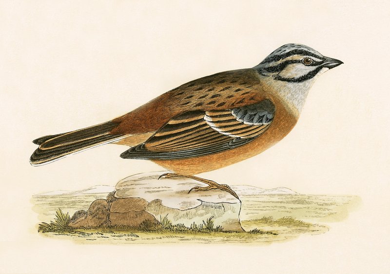 Meadow Bunting, Illustration from 