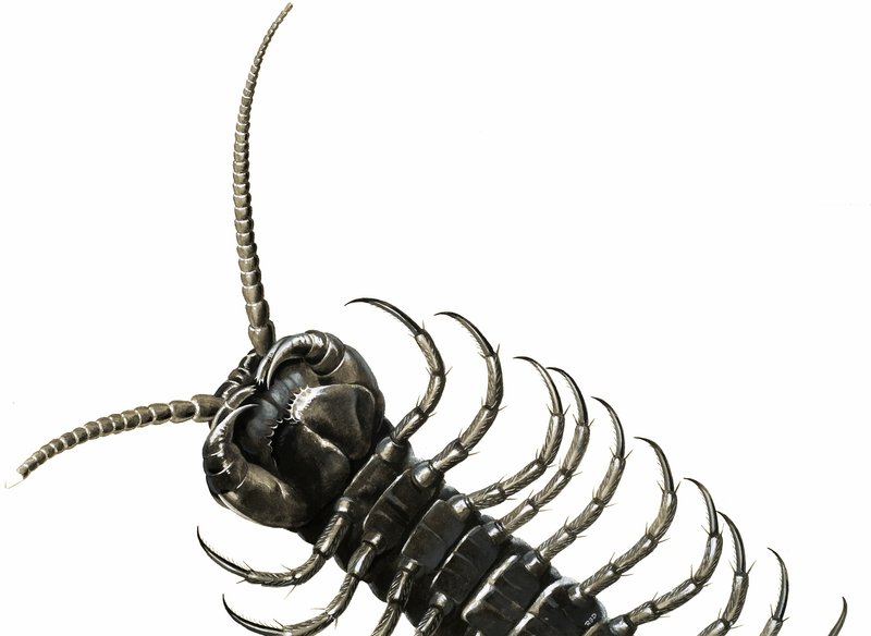 Millipede by English School