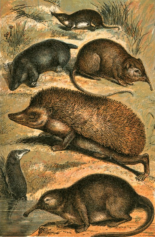 Mole, Shrew, Elephant Shrew, Hedgehog, Water Shrew and Pyrenean Desman by English School