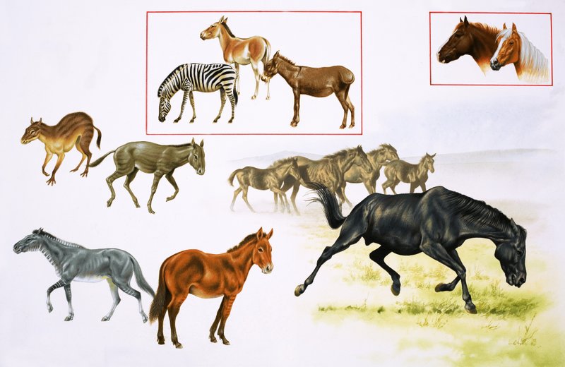 Montage of Horses and Horse-like Animals by English School