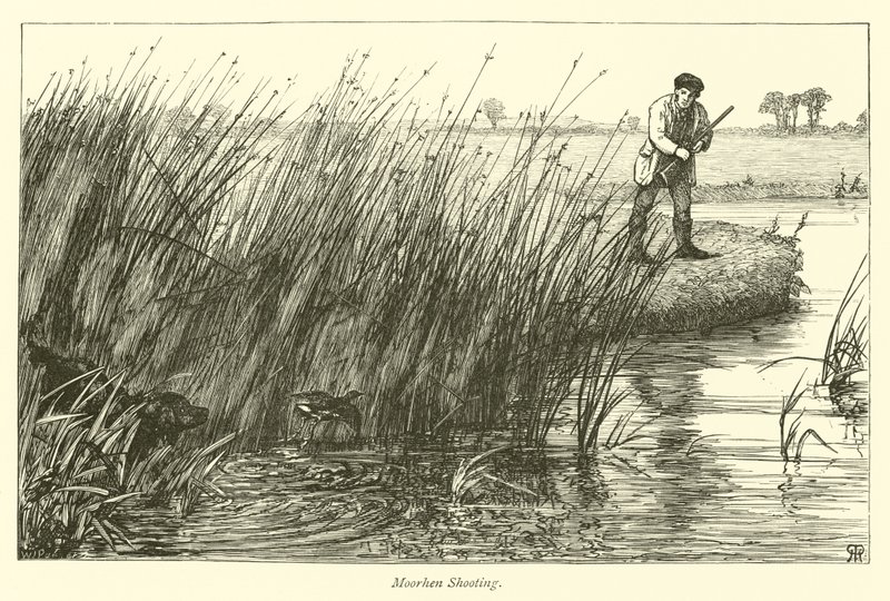 Moorhen Shooting by English School